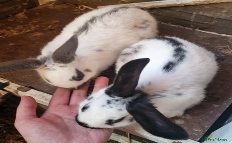 English Lop rabbits - Advert 1