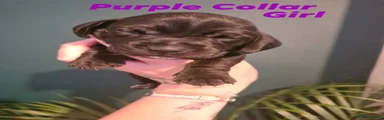 Purple collar 