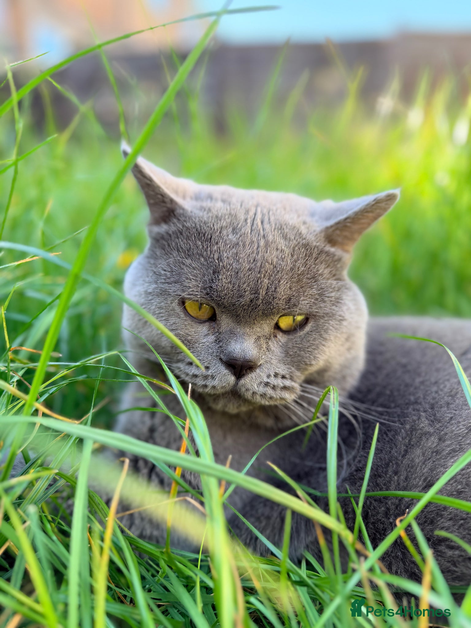British Shorthair cats Cat for stunning - Advert 24