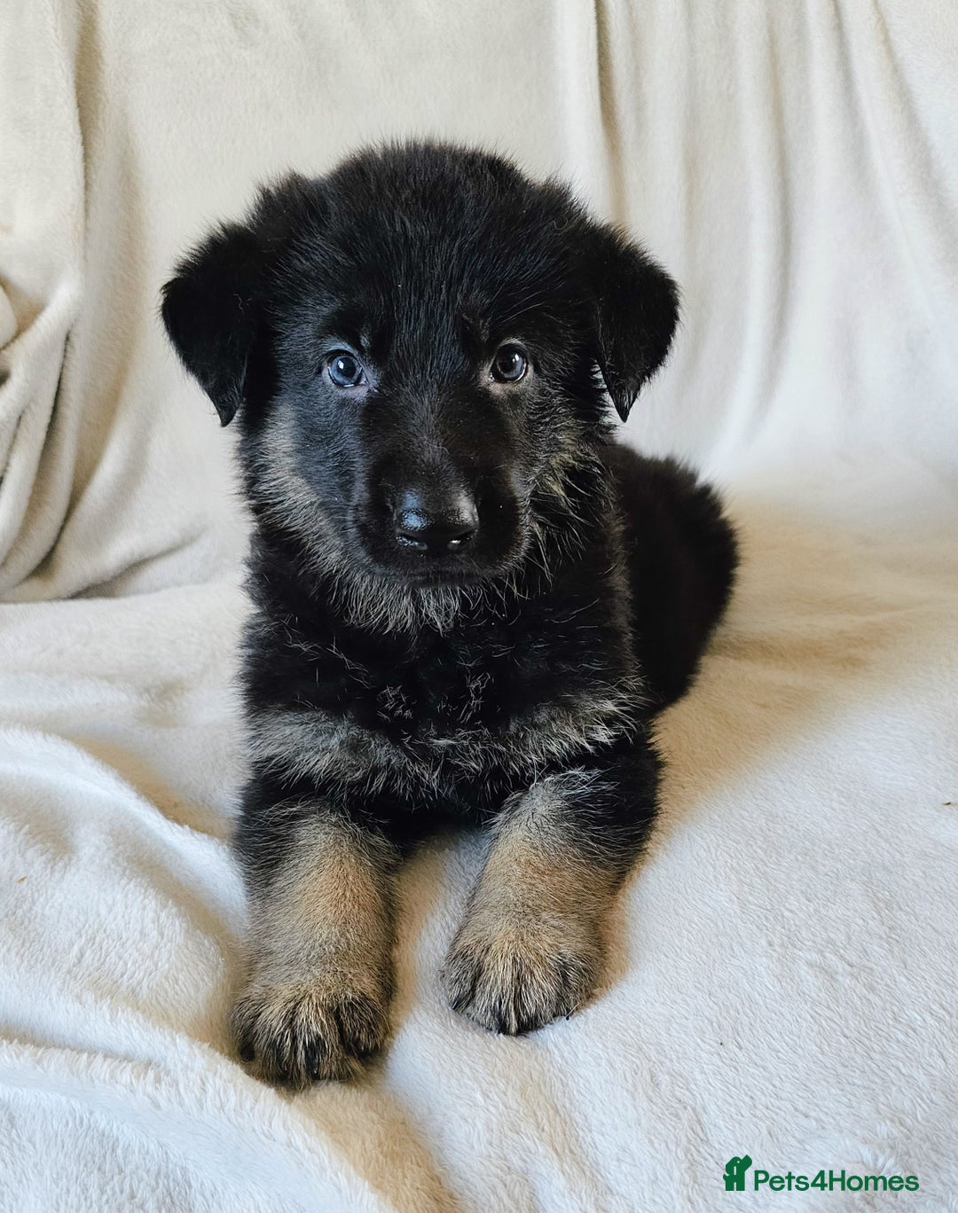 German Shepherd dogs for sale: ✴️3 purebred KC registered straight back GSP's✴️ - Advert 4