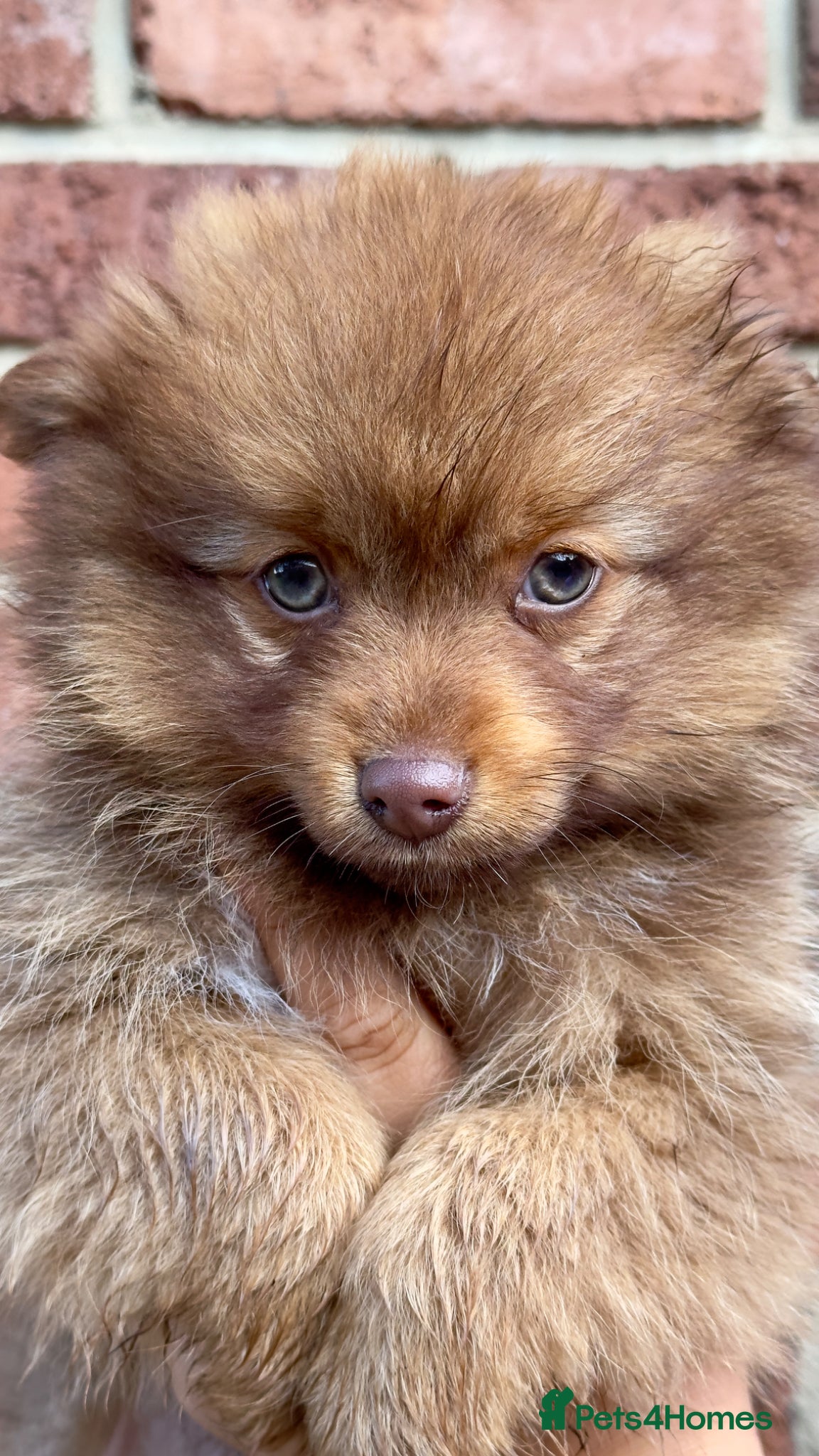 Pomeranian dogs Pomeranian Puppy Girl available.  - Advert 21