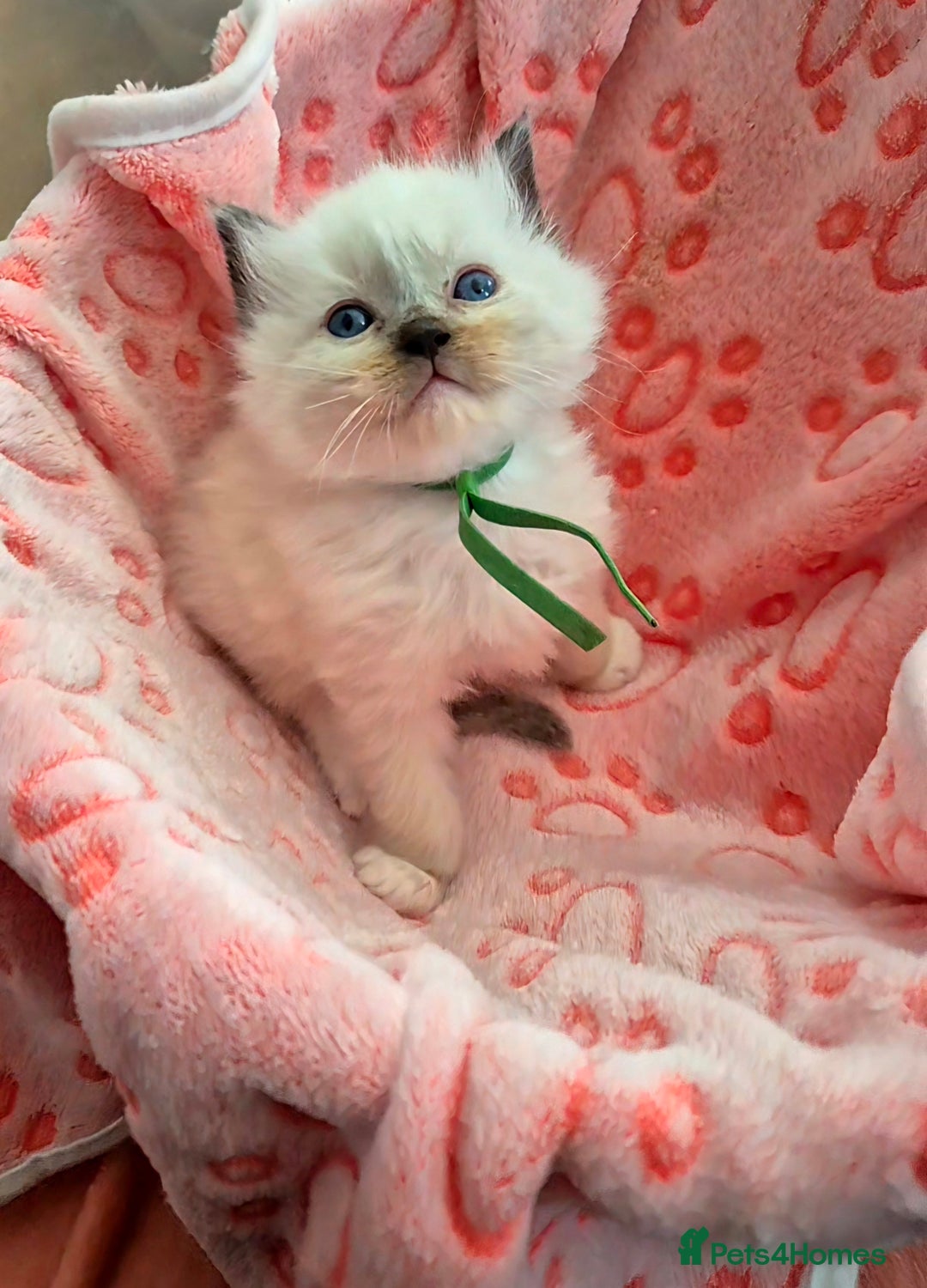 Ragdoll cats for sale: Beautiful Ragdoll Kittens, GCCF & Tica Registered - Image 1