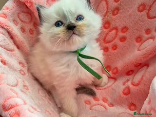 Ragdoll cats - Advert 3