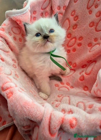 Ragdoll cats - Advert 5