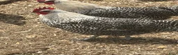 Chickens poultry for sale: Campine silver  - Advert 2