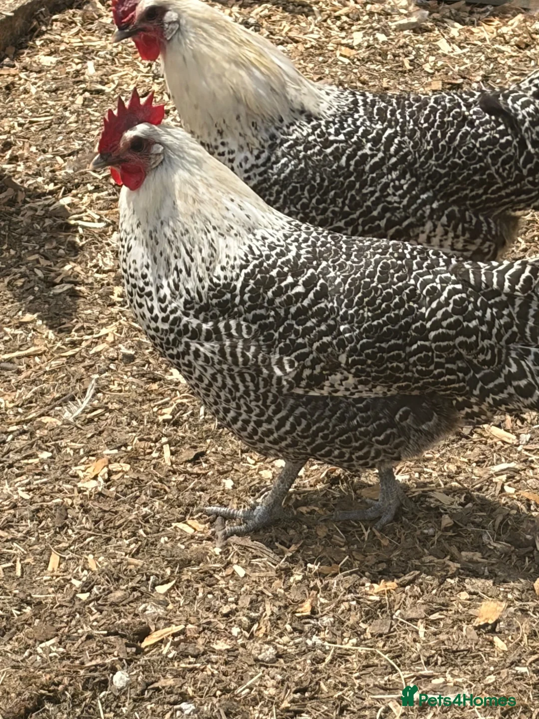 Chickens poultry for sale: Campine silver  - Advert 2