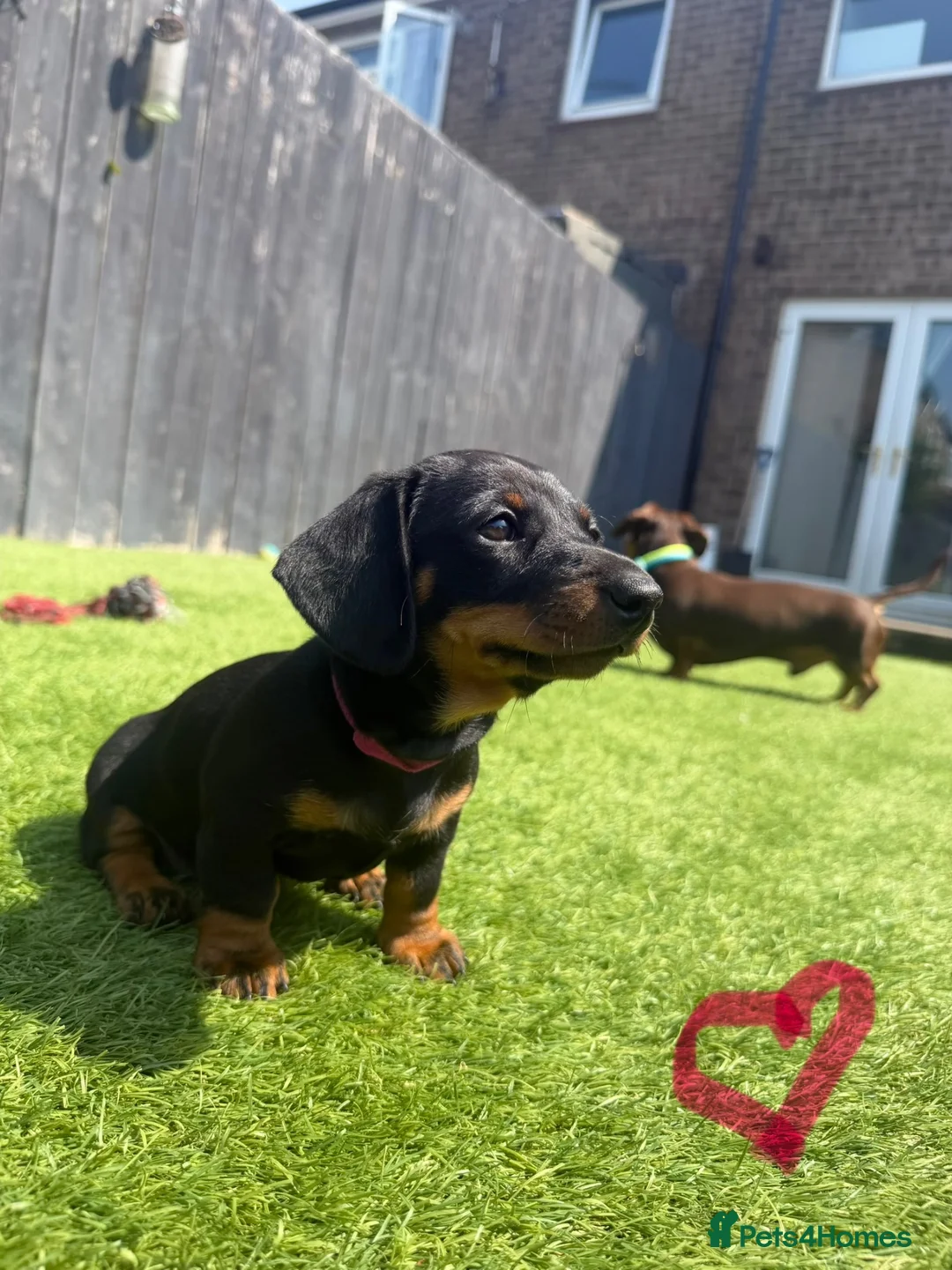 Dachshund dogs for sale: Dachshund pups  - Advert 7