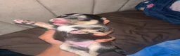 Pomsky dogs for sale: Beautiful Pomsky Puppies–Fluff & Frost pomskies 🐶 - Advert 6