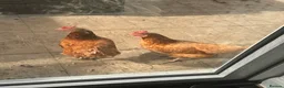Chickens poultry for sale: 2 chickens and coop.  - Advert 1