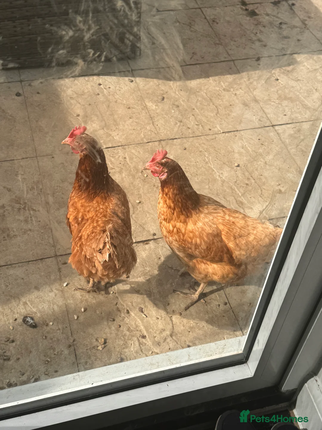 Chickens poultry for sale: 2 chickens and coop.  - Advert 1