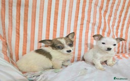 Jack Russell dogs for sale: Miniature jack Russell puppies  - Advert 8