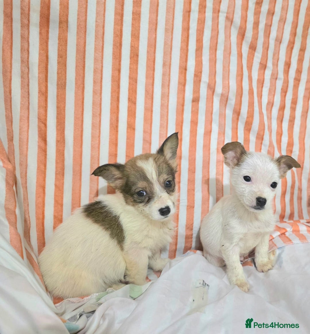 Jack Russell dogs for sale: Miniature jack Russell puppies  - Advert 8