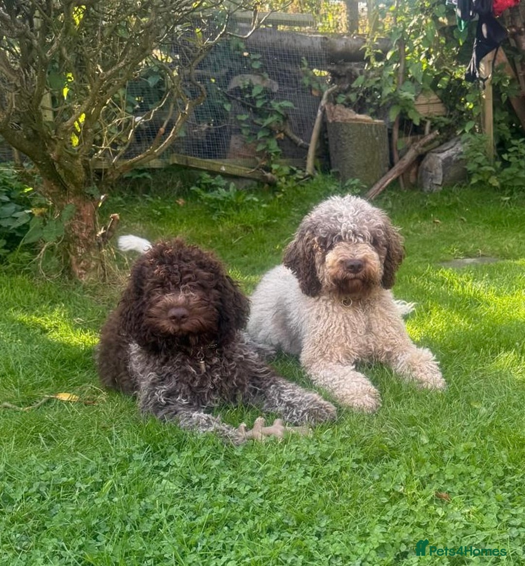 Lagotto Romagnolo dogs for sale: Beautiful boy looking for his forever home - Advert 1
