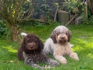 Lagotto Romagnolo dogs Beautiful boy looking for his forever home - Advert 1