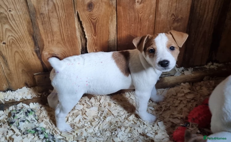 Jack Russell dogs - Advert 2