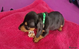 Miniature Dachshund dogs for sale: Miniature Dachshund puppies Longhaired & Smooth  - Image 27