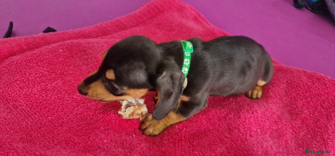 Miniature Dachshund dogs for sale: Miniature Dachshund puppies Longhaired & Smooth  - Image 27