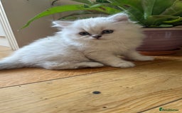 British Longhair cats for sale: GCCF Female BRITISH LONGHAIR - Image 10
