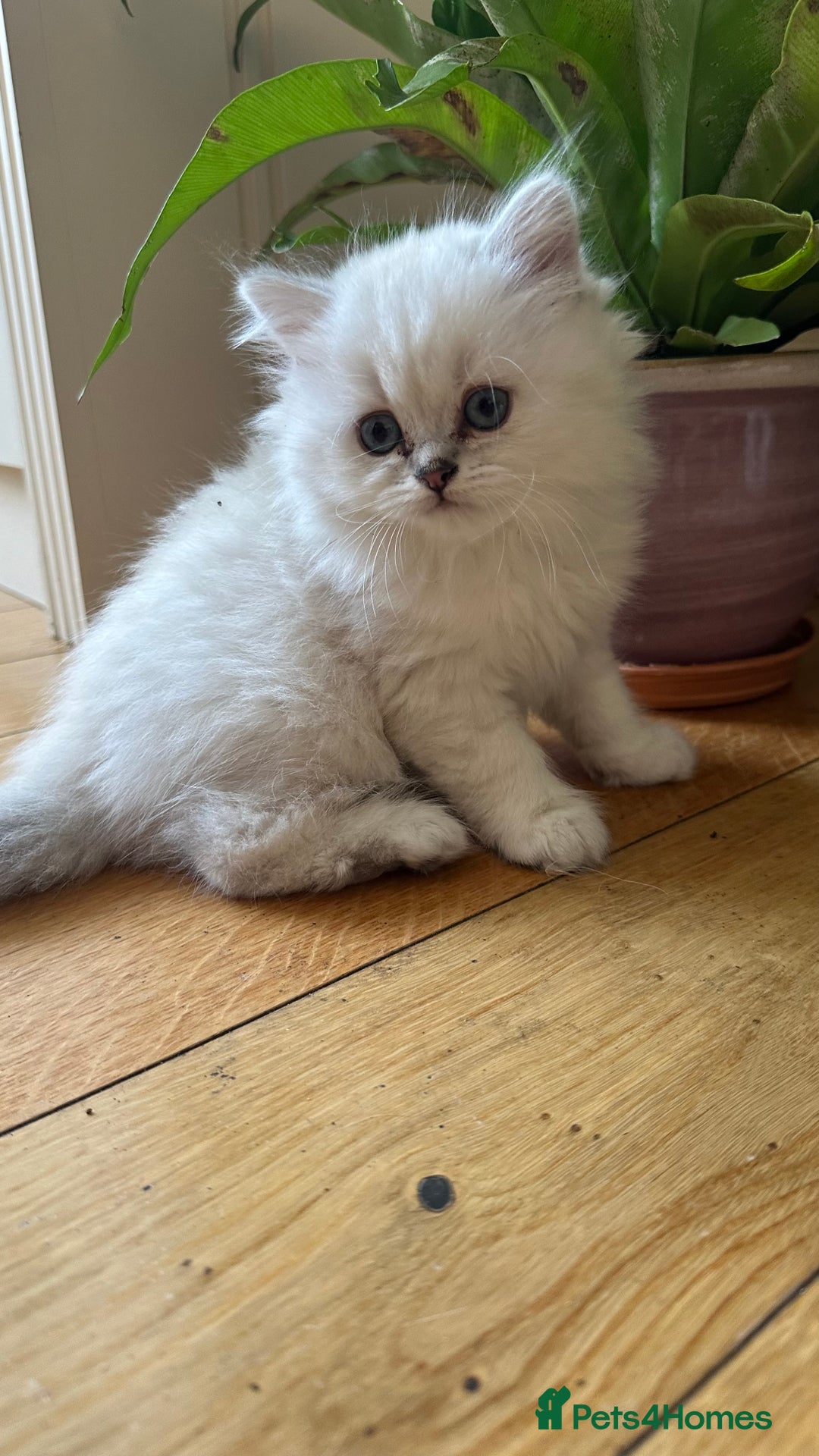 British Longhair cats for sale: GCCF Female BRITISH LONGHAIR - Image 10