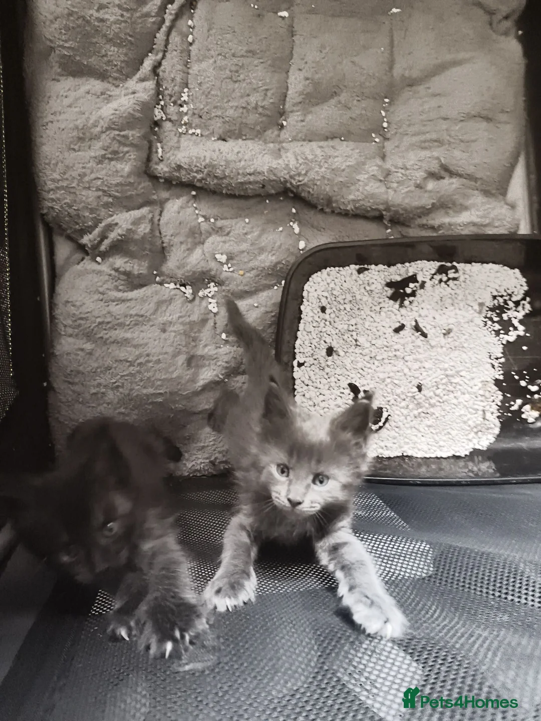 Maine Coon cats for sale: Reserved mainecoon fluff baby ball kitties - Advert 2