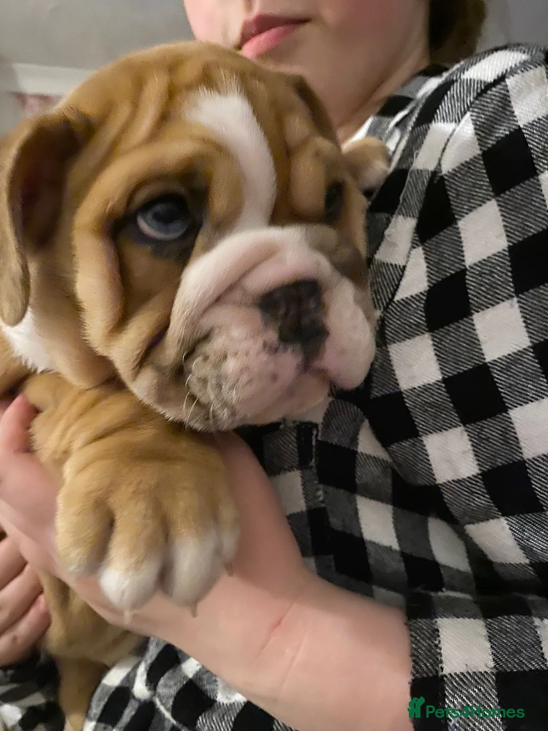 English Bulldog dogs for stud: Proven English Bulldog Stud - Blue Tri Merle in Romford - Advert 11
