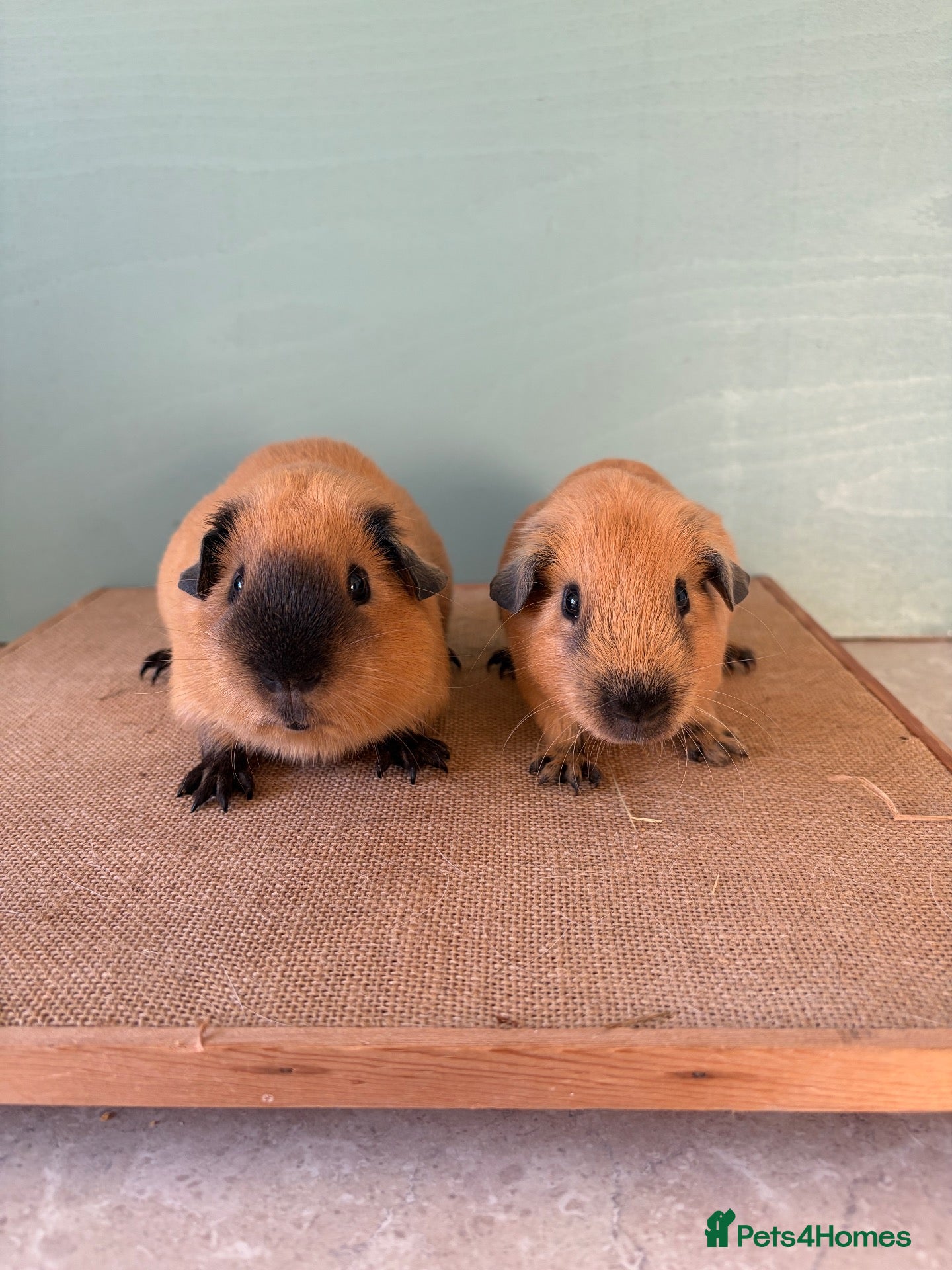 Guinea Pig rodents for sale: Male Cali pair and Female Dal pair - Advert 2