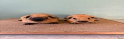 Guinea Pig rodents for sale: Male Cali pair and Female Dal pair - Advert 2