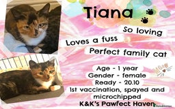 Domestic Shorthair cats for sale: Kittens and cats for adoption.  - Image 8