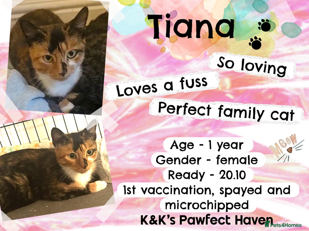 Domestic Shorthair cats for sale: Kittens and cats for adoption.  - Image 8