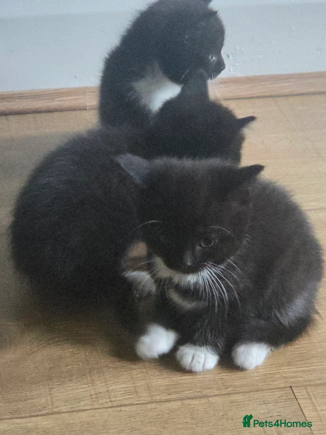 British Shorthair cats for sale: Five tuxedo  kittens  - Advert 2