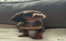 Miniature Dachshund dogs for sale: Adorable miniature daschunds - Image 9