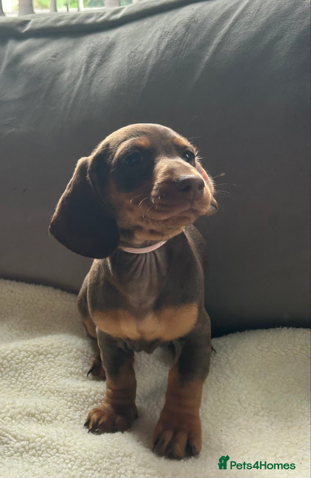 Miniature Dachshund dogs for sale: Adorable miniature daschunds - Image 9