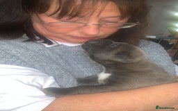 Cane Corso dogs for sale: Beautiful Cane Corso Puppies - Image 7