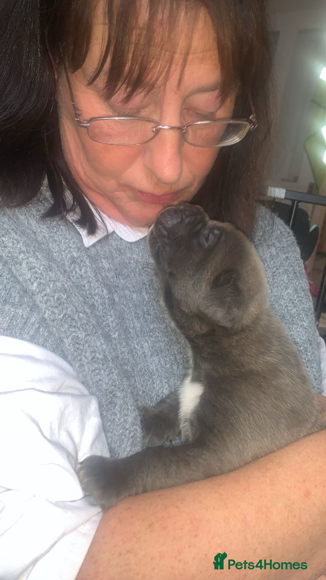 Cane Corso dogs for sale: Beautiful Cane Corso Puppies - Image 7