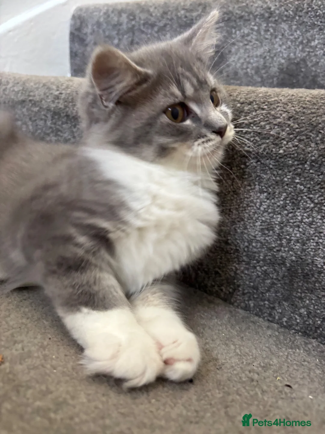 British Longhair cats for sale: Blue & White British Longhair Kitten 🐾  - Advert 2