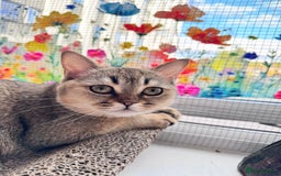 Scottish Fold cats for sale: Rare brown gold chinchilla girl  ready now x - Image 9
