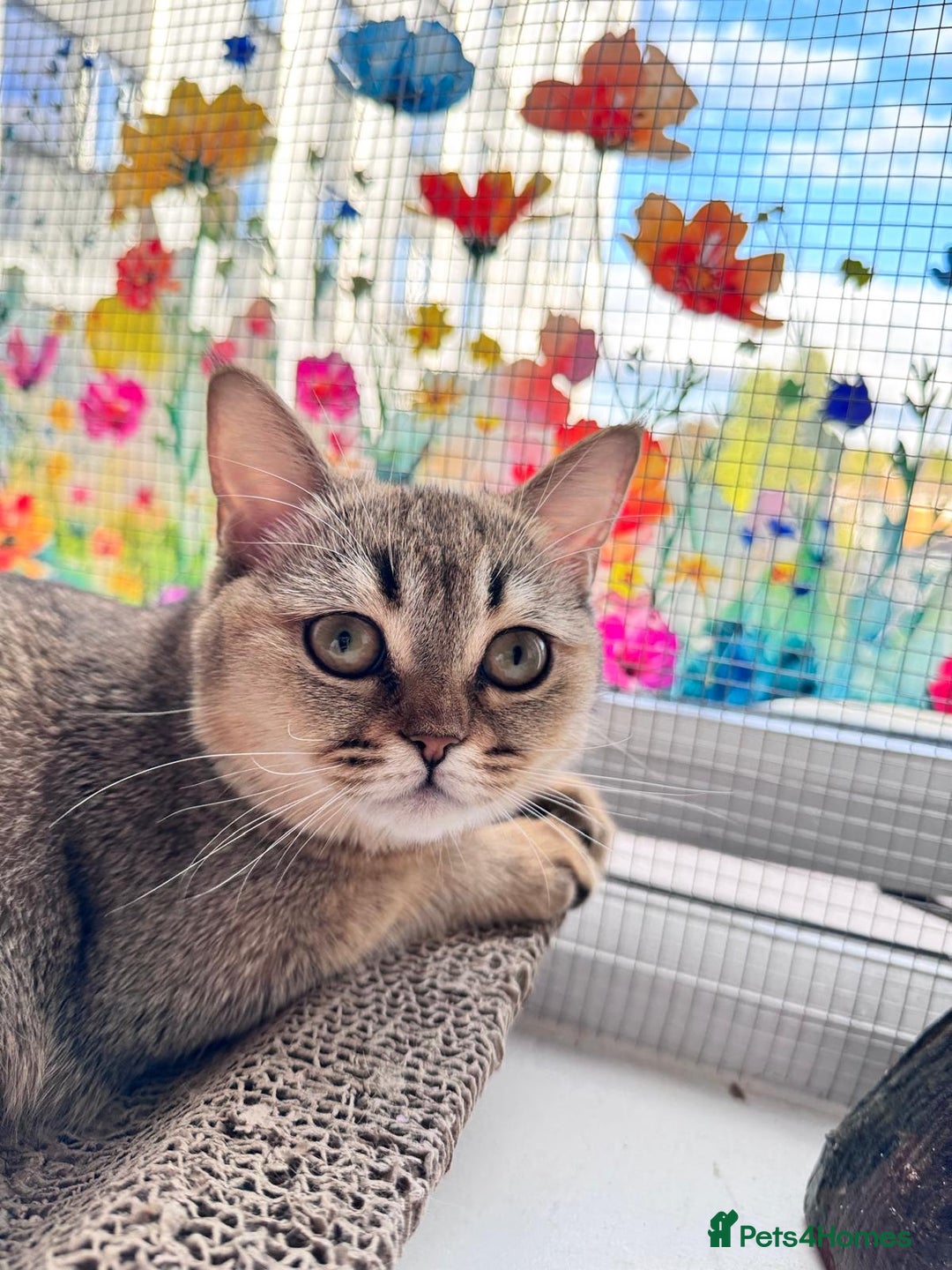 Scottish Fold cats for sale: Rare brown gold chinchilla girl  ready now x - Image 9