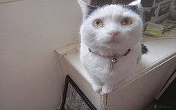 Mixed Breed cats for sale: Lovely lilo  - Image 6