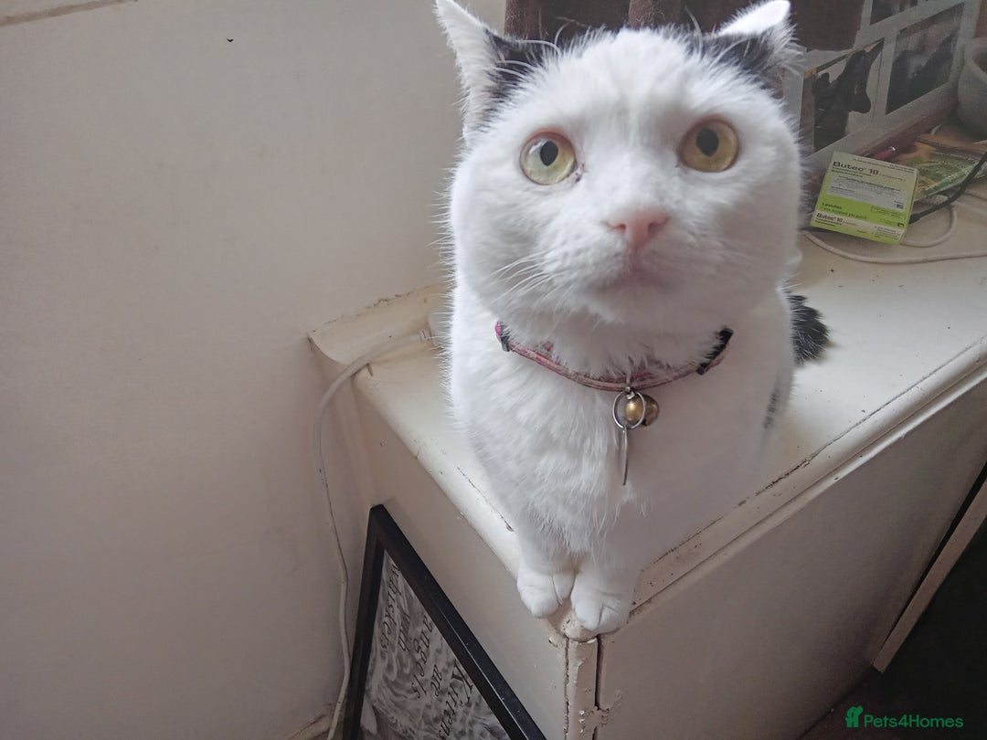 Mixed Breed cats for sale: Lovely lilo  - Image 6