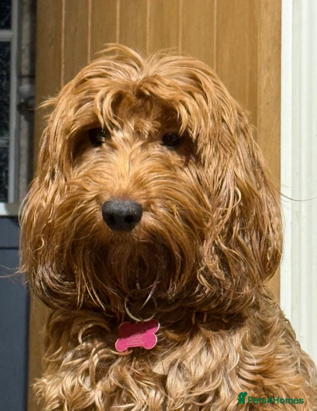 Cockapoo dogs for sale: Precious Toy Cockapoo f2 puppies - Advert 2