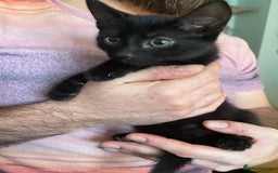 Mixed Breed cats for sale: 2 mixed breed female kittens - Advert 3