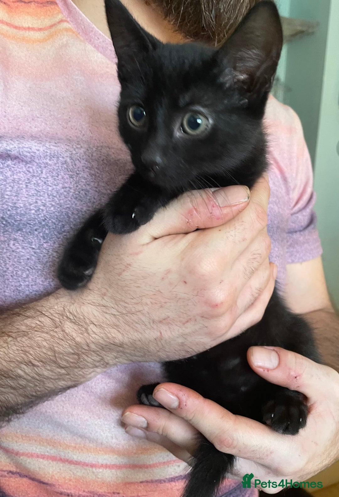 Mixed Breed cats for sale: 2 mixed breed female kittens - Advert 3