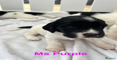 Sprocker dogs - Advert 13