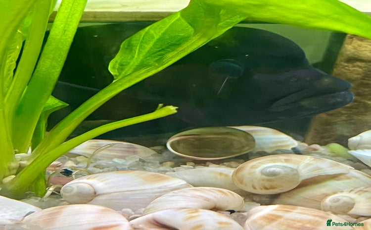 Cichlids fish - Advert 4