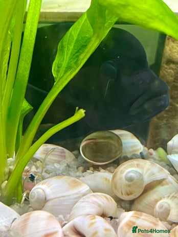 Cichlids fish Frontosa Cichlid for sale - Advert 4