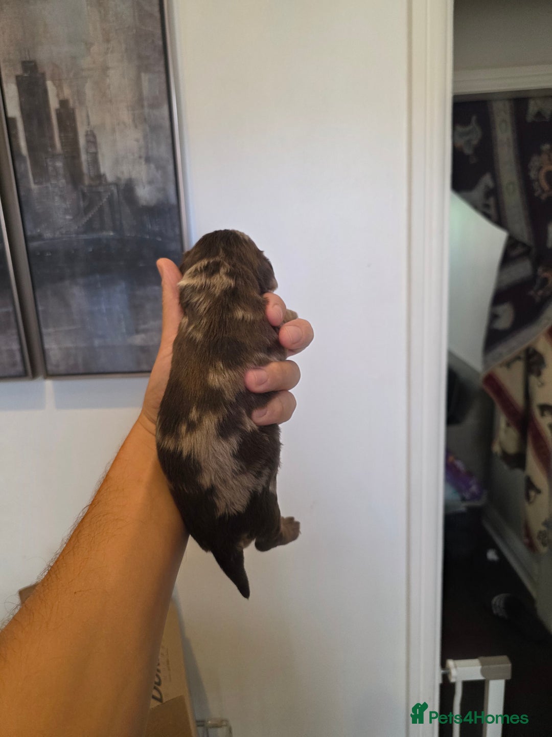 Cocker Spaniel dogs for sale: Kc registered mixed litter - Image 7