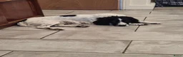 English Springer Spaniel dogs for sale: Black and white female - Advert 5