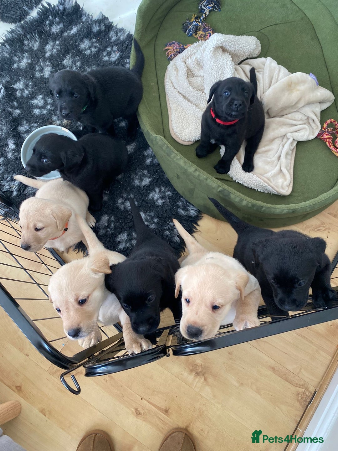 Labrador Retriever dogs for sale: Labrador puppies - Advert 2