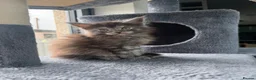 Maine Coon cats for sale: Main coon kittens  - Advert 10