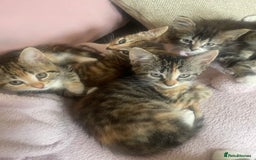 European cats for sale: Adorable kittens for sale  - Image 7